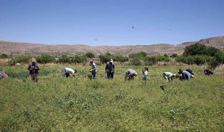 Tek tek elle toplanıyor: Mardin'de hummalı hasat mesaisi