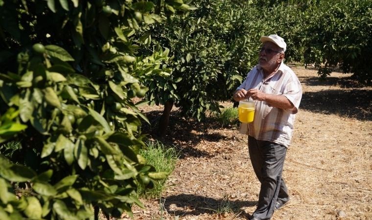 Karaburun’da Akdeniz Meyve Sineği ile mücadele sürüyor