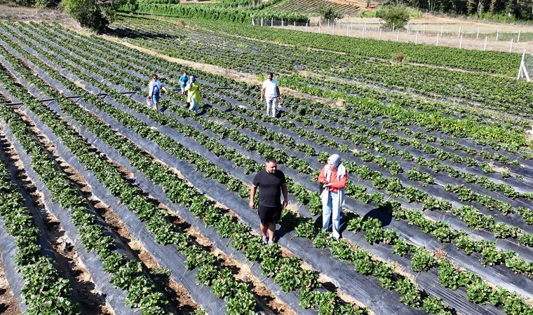 Pamukova'da hasat başladı: 1000 rakımdaki tarlada müşteriler elleriyle topluyorlar