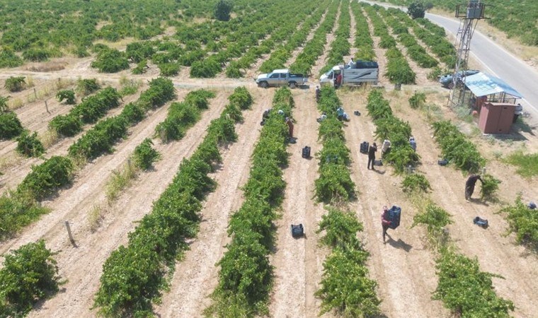 Amik Ovası'nda yetişiyor: Tarlada 3'te 1 fiyatına satılıyor...