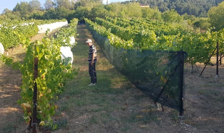 Safranbolu'nun coğrafi işaretli lezzetinde hasat 1 ay önceden başladı!