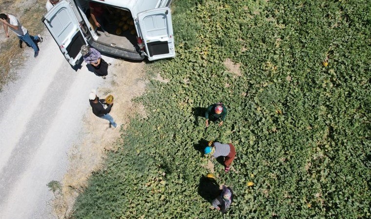 Konya Ovası'nda yetişiyor: Ekildikten 75 gün sonra hasat ediliyor...