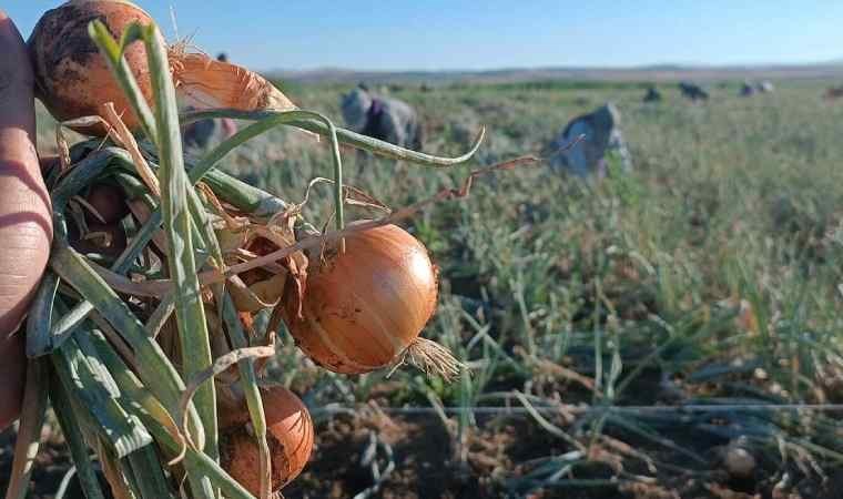 Soğan hasadına başlayan çiftçi tepkili: Çiftçinin anası da babası da dedesi de yedi sülalesi de ağlıyor