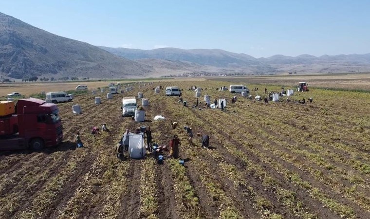 Şuhut'ta hasat başladı: Günlük yevmiye 1000 TL