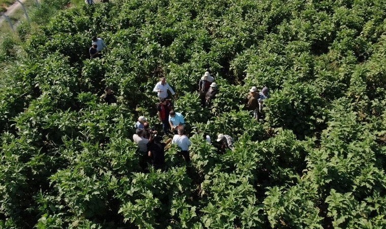 Birecik'te hasat başladı: Kebabın ana malzemesi...