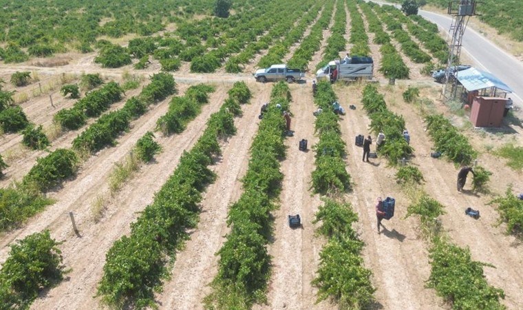 Hassa üzümünde hasat vakti: 49 bin dekar alanda yetişiyor