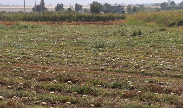 Fiyatı 1 liranın altına düştü Büyük Menderes Ovası'nda ürünler tarlada kaldı: Binlerce liralık mahsul çürümeye terk edildi