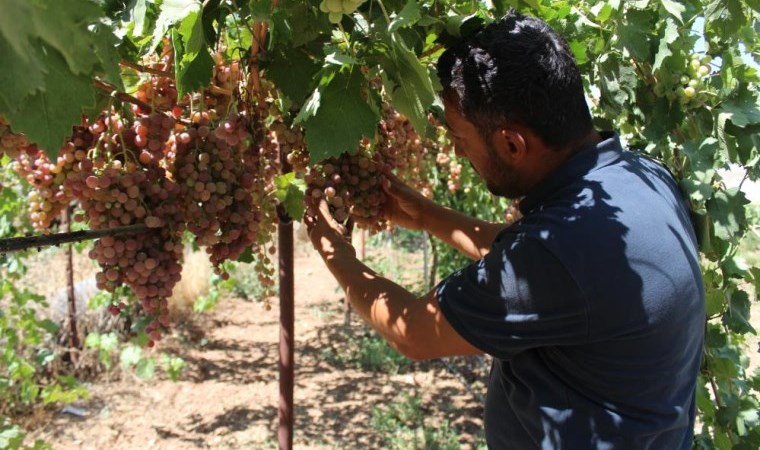 Siirt'te hasat başladı: Şimdi sofralık 15 gün sonra sucukluk...