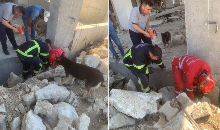 Anne köpek yavruları kurtarılırken başlarından ayrılmadı