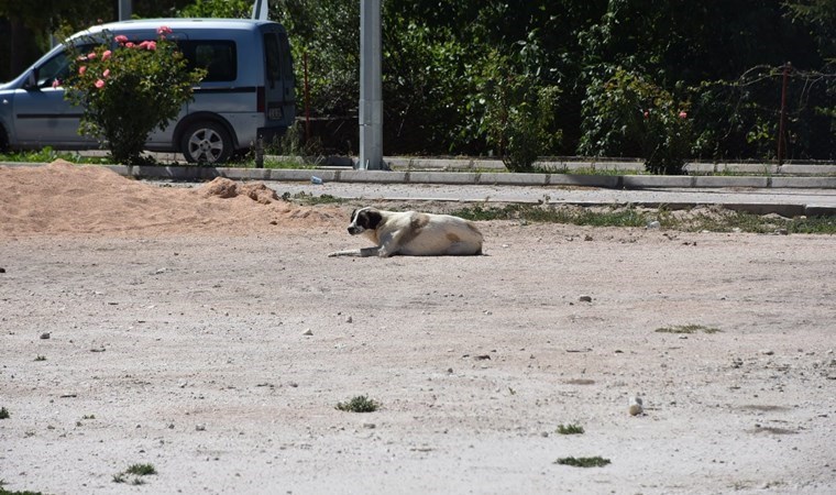 Amasya'da vahşet: Köpeği kamyonetin arkasına bağlayıp, sürükledi, o anlar kamerada