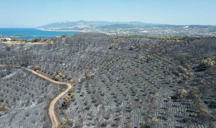 Urla’da ağaçlandırma seferberliği başladı