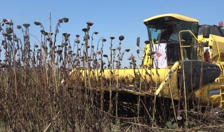 Osmaniye'de hasat başladı: 90 bin hektar alana alternatif ürün olarak ekildi, 500 çiftçi tarafından üretiliyor!