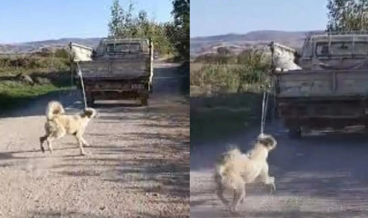 Amasya'da hayvana eziyete ödül gibi ceza! Köpeği kamyonetin arkasına bağlayıp sürüklemişti...