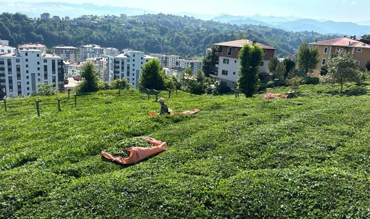 Rize 3. sürgün hasadı için hazır: Kota 750 kilograma çıktı