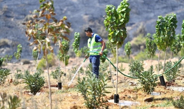 Yangınlardan etkilenen ağaçlar tedavi edilecek