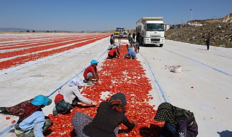 İlçenin geçim kaynağı! Her gün 200 ton ürün kurutuluyor