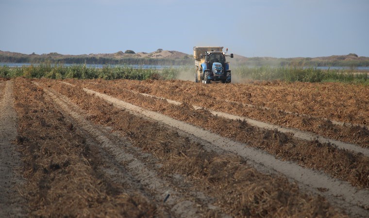 Kumda yetiştiriliyor: Çukurova'da ekim alanı 275 bin dekara çıktı