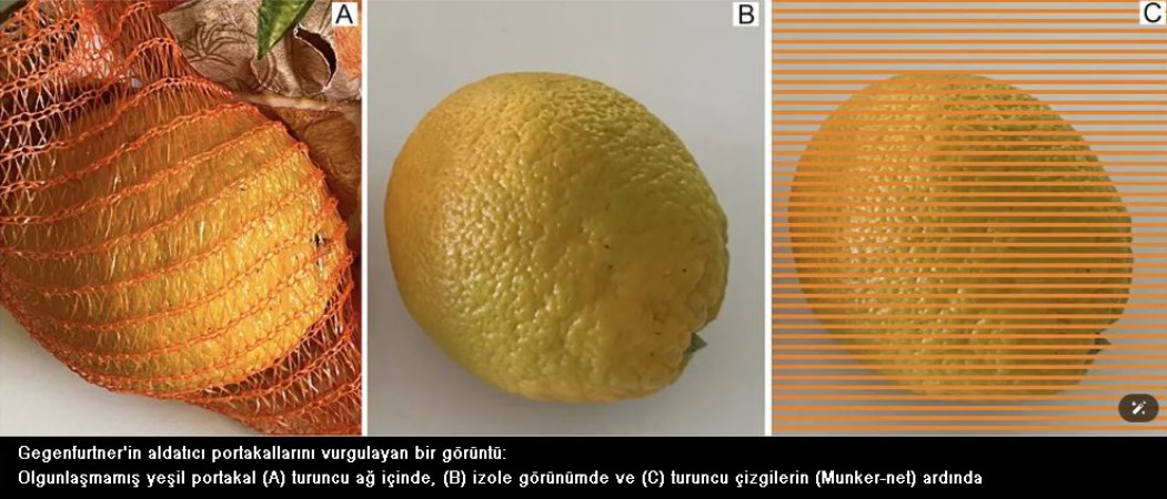 Portakal neden kırmızı file içinde satılıyor?