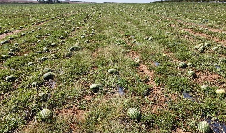 Dolunun zarar verdiği 700 dönüm karpuz tarlada kaldı; toplama maliyetli, nakliye pahalı