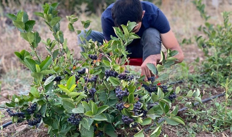 Erzincan'da ilk kez ekilmişti: 3 yıl sonra hasat edildi...