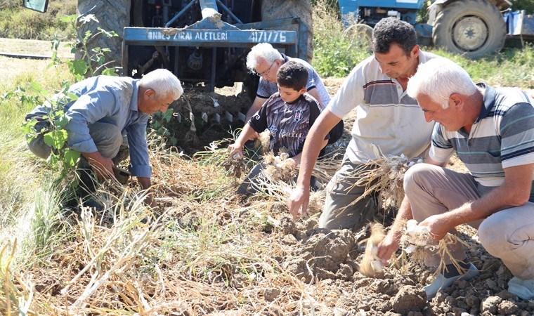 Taşköprü'de hasat tamamlandı: 90 köyde üretiliyor! Bu yıl 25 bin ton ürün toplandı..