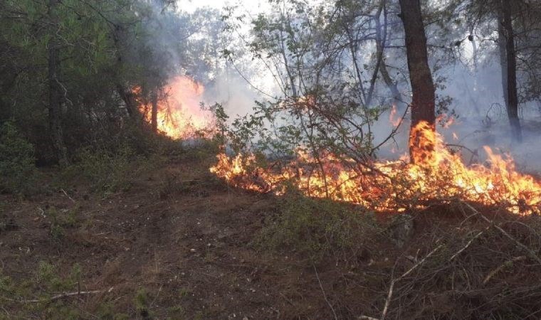 Samsun’da ormanlık alanda yangın: 50 dönüm alan zarar gördü