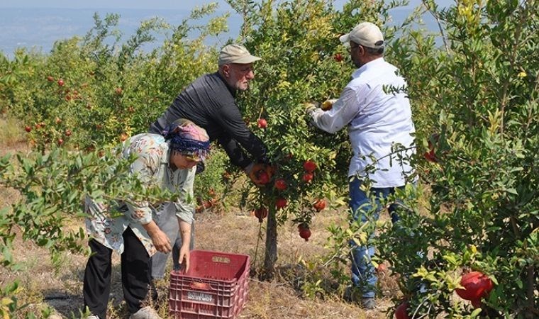 Mersin'de bereketli hasat: 40 ton rekolte bekleniyor