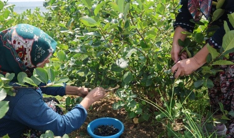 Kuzey Amerikalı aronya meyvesi Konya'da ekildi: Şifa dağıtıyor