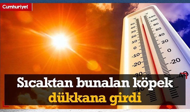 Sıcaktan bunalan sokak köpeği klimalı dükkanda serinledi