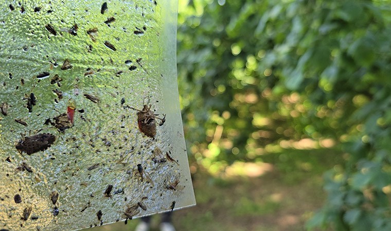 Bakanlıktan 'istilacı kahverengi kokarca' alarmı: 300 bin samuray arısı doğaya salınacak