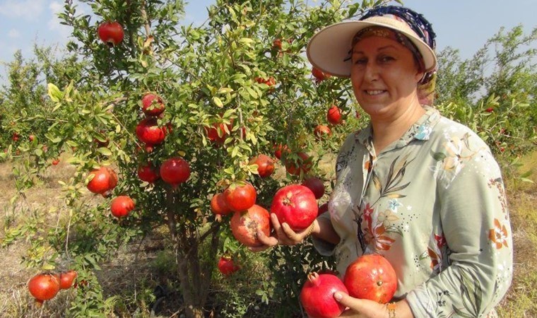 Mersin'de yılın ilk erkenci hasadı başladı: Dalında 30 lira markette 120 lira