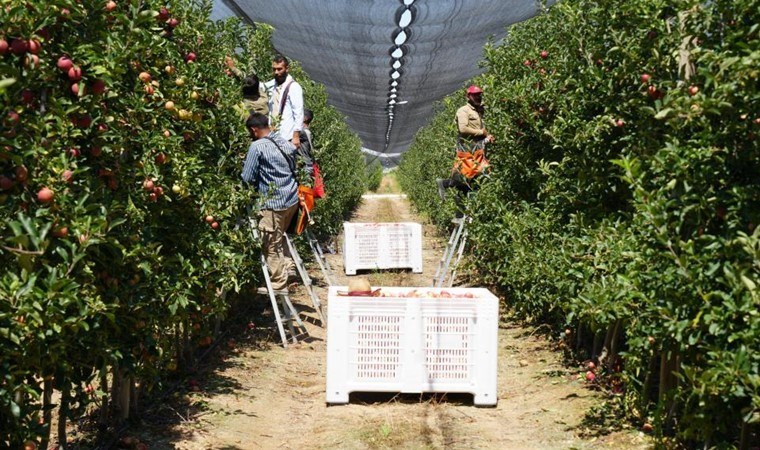 Niğde'de hasat devam ediyor: Bu yıl kilosu 13 TL