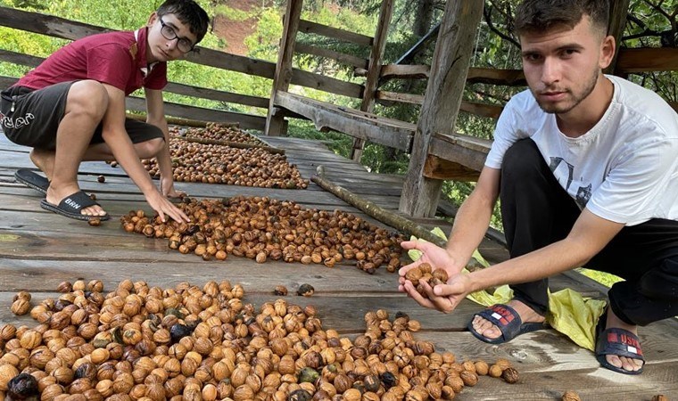 850 rakımda yetişiyor, hasadı geleneksel yöntemlerle yapılıyor