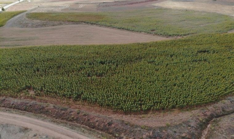 Doğu Karadeniz'de ilk kez ekildi: 415 dönümde çiftçinin yüzünü güldürdü: Hasat zamanı için gün sayılıyor