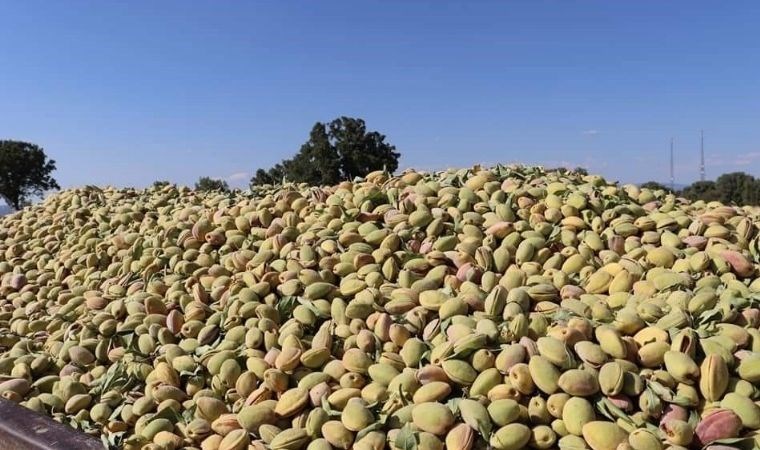 Selendi'de badem hasadı başladı: 10 bin dekarlık alanda 300 bin ağaç hasat edilecek