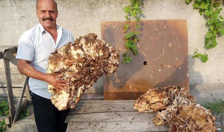 Ormanda buldu, 2 bin TL'ye sattı! 40 kilo ağırlığında...