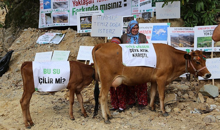 Giresun halkı, AKP'li milletvekilinin zehir saçan madenine karşı ayaklandı