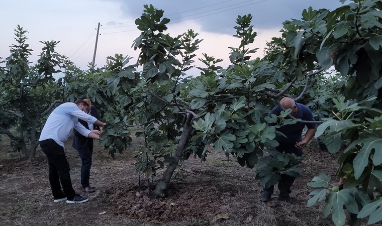 Hasadı başladı: Coğrafi tescil alma yolunda! Samsun'un Tekkeköy ilçesine özgü....