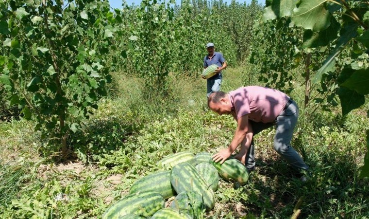 Mut'ta hasat başladı! Bin 200 ton rekolte bekleniyor..