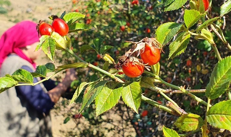 Zorlu arazilerde toplanıyor: 100 gramında bir kasa portakala eşdeğer C vitamini  var