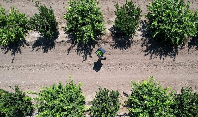 Adana'da fiyatları düşürecek hasat başladı: 641 bin ton rekolte bekleniyor