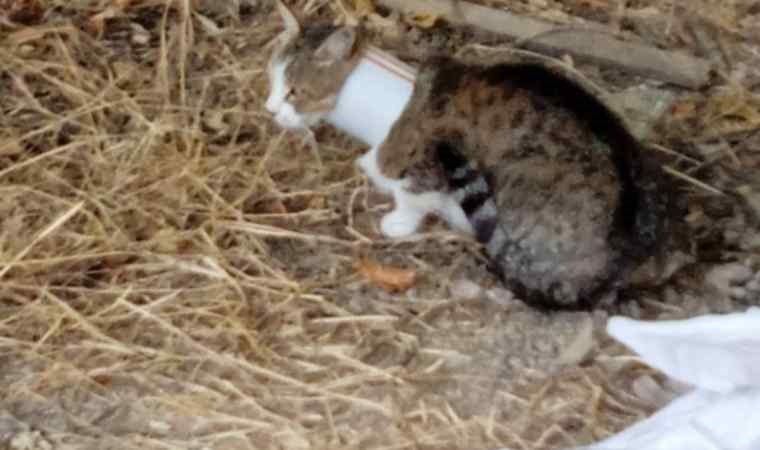 Kafasını plastik boruya sıkıştıran kediyi itfaiye kurtardı