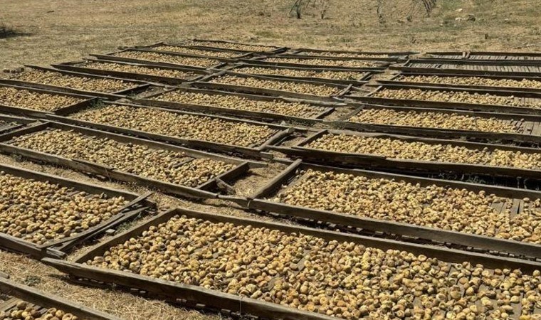 Dünyanın en kalitelisi! Aydın'da yetişiyor: Bu yıl hasadı kısa sürecek