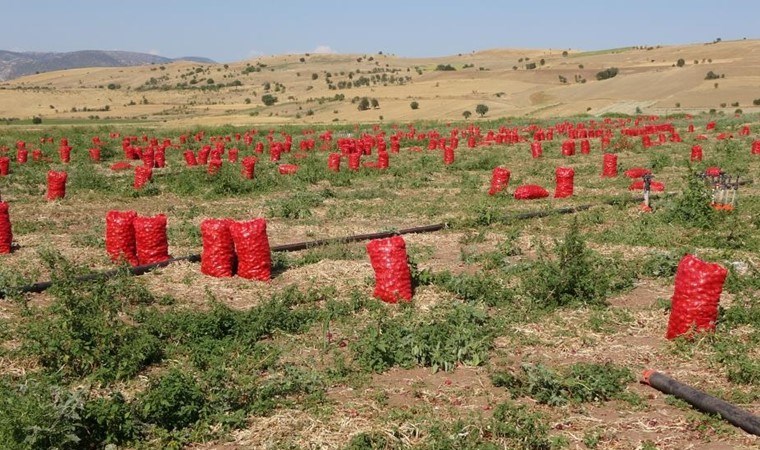 Kümbet Ova'da hasat başladı: Tarlada 4, pazarda 12 lira