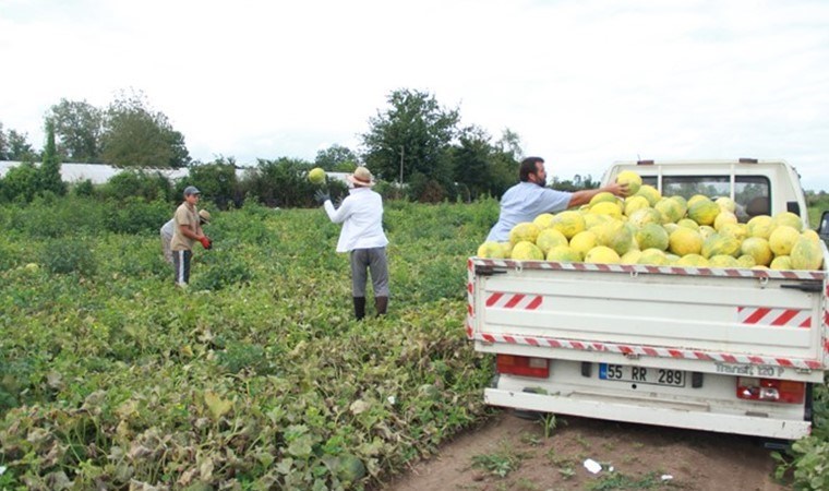 Çarşamba Ovası'nda hasat sürüyor: Fiyatı 3 TL'ye düştü...