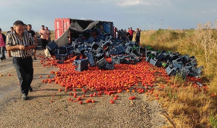 Domates üreticileri isyan etti! 'Ürünler tarlada çürüyor'