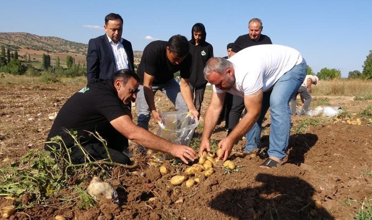 Kümbet Ovası'nda hasat başladı: Fiyat yarı yarıya düştü! Tarlada 4 liradan satılıyor