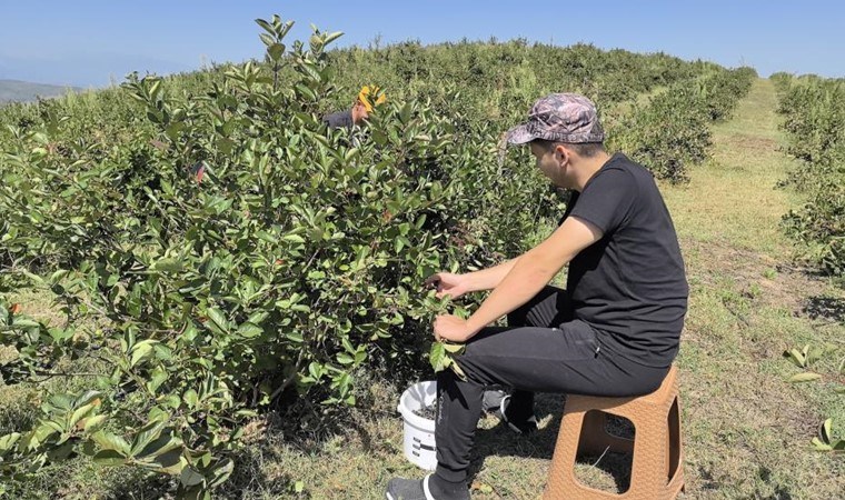 Bin dekar alanda yetiştiriliyor! Dönümünde 1 ton ürün alınıyor