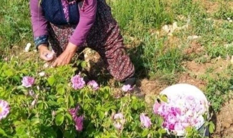 Gül yağı üretminin yüzde 65'ini karşılıyor: Fiyatı 90 lira olarak belirlendi