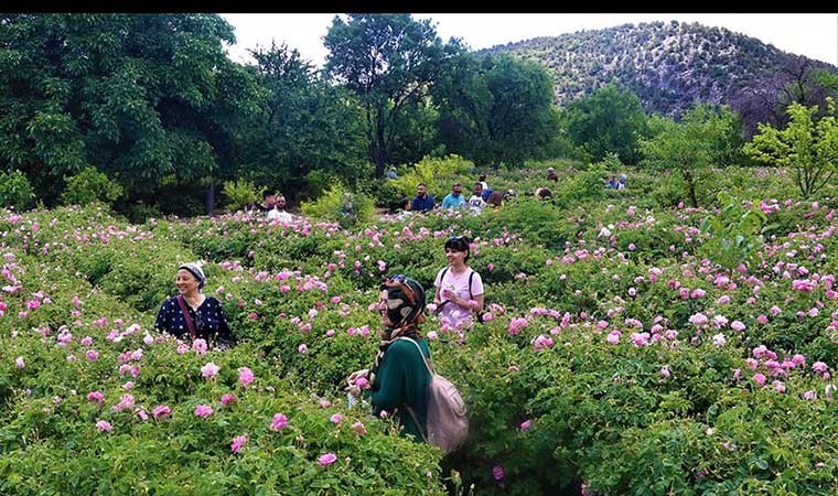 Üretimin yüzde 65'i Isparta'da! Kilosu 90 lira